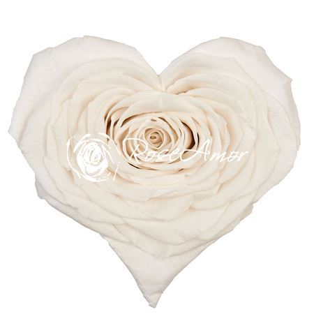 Preserved Rosa Heart Xxl Whi 01 - D.10cm