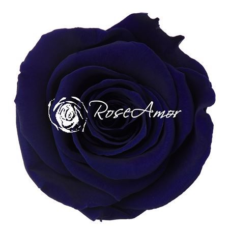 Preserved Rosa Ll Blu 03