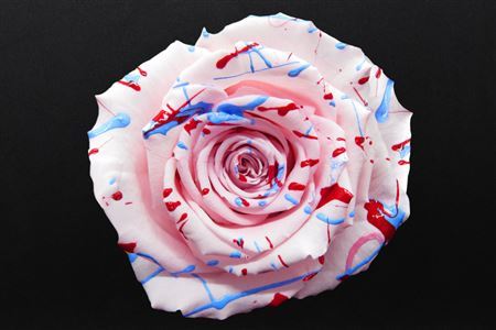 Preserved Rosa Ll Festiva Pink - D.6cm