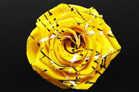 Preserved Rosa Ll Festiva Yellow - D.6cm