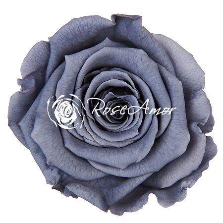 Preserved Rosa Ll Gry 01 Rose Amor * - D.6cm