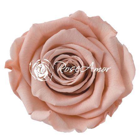 Preserved Rosa Ll Pea 01
