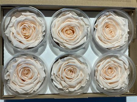 Preserved Rosa Ll Pea 89 - D.6cm