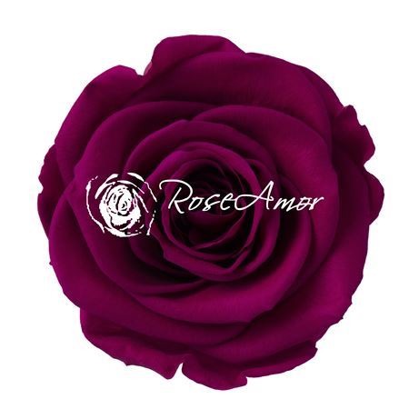 Preserved Rosa Ll Pin 05 - D.6cm