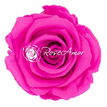 Preserved Rosa Ll Pin 07 - D.6cm