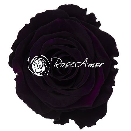 Preserved Rosa Ll Pur 01 - D.6cm