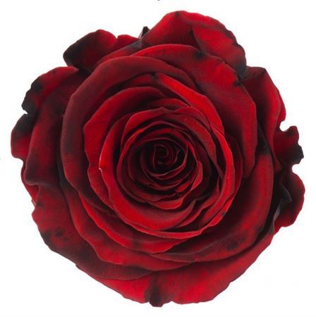 Preserved Rosa Ll Red 03