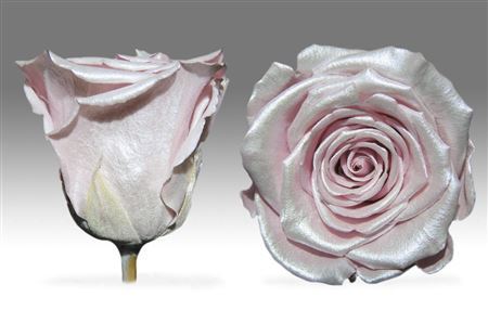 Preserved Rosa Ll Strawberry - D.6cm
