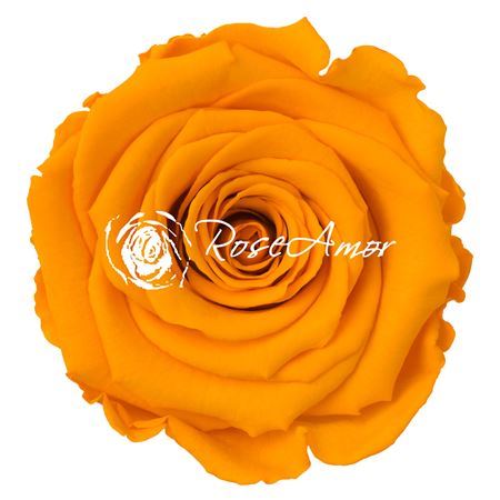 Preserved Rosa Ll Yel 04 - D.6cm