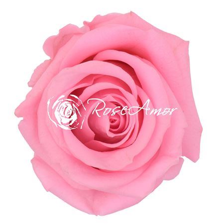 Preserved Rosa Mini Warmi Pin 04 - D.4cm