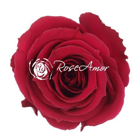 Preserved Rosa Mini Warmi Pin 05 - D.4cm