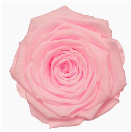 Preserved Rosa Mini Warmi Pin 99 - D.4cm
