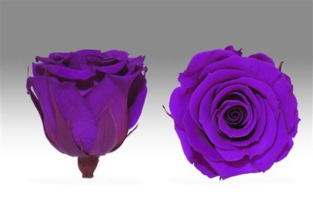 Preserved Rosa Mini Warmi Pur 02 - D.4cm