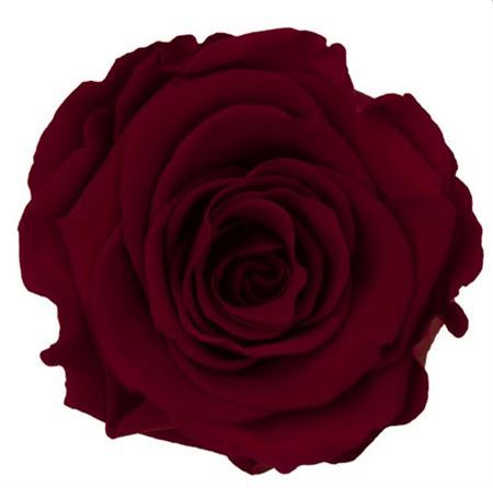 Preserved Rosa Mini Warmi Red 01