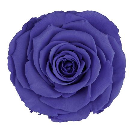 Preserved Rosa Mini Warmi Vio 01 - D.4cm