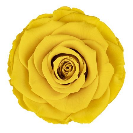 Preserved Rosa Mini Warmi Yel 02 - D.4cm