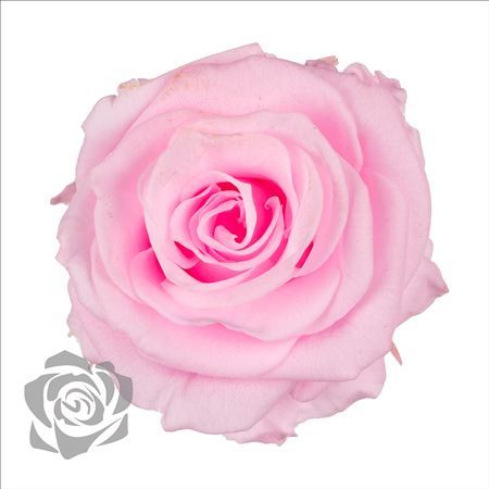 Preserved Rosa Mini Xs Pin 99 - D.3cm