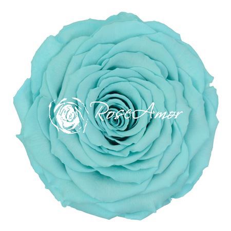 Preserved Rosa Xxl Blu 02 - No Stem