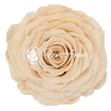 Preserved Rosa Xxl Cha 01 - D.10cm