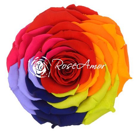 Preserved Rosa Xxl Rainbow Red 02