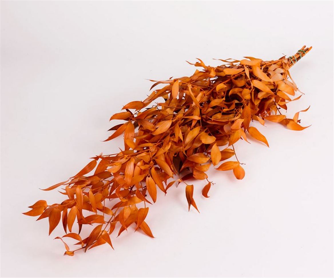 Preserved Ruscus Arancio - 150 Gr.