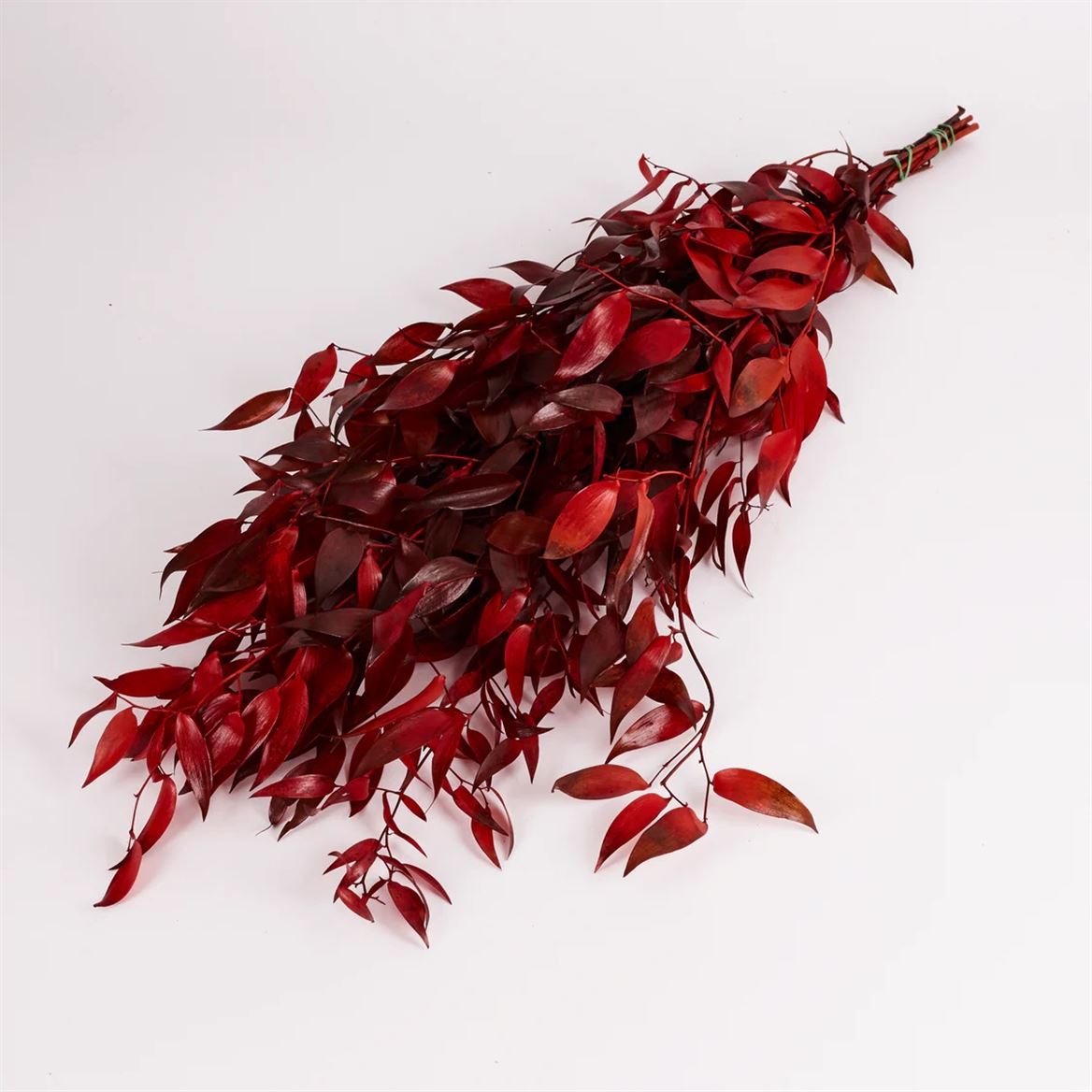 Preserved Ruscus Rosso 150gr.