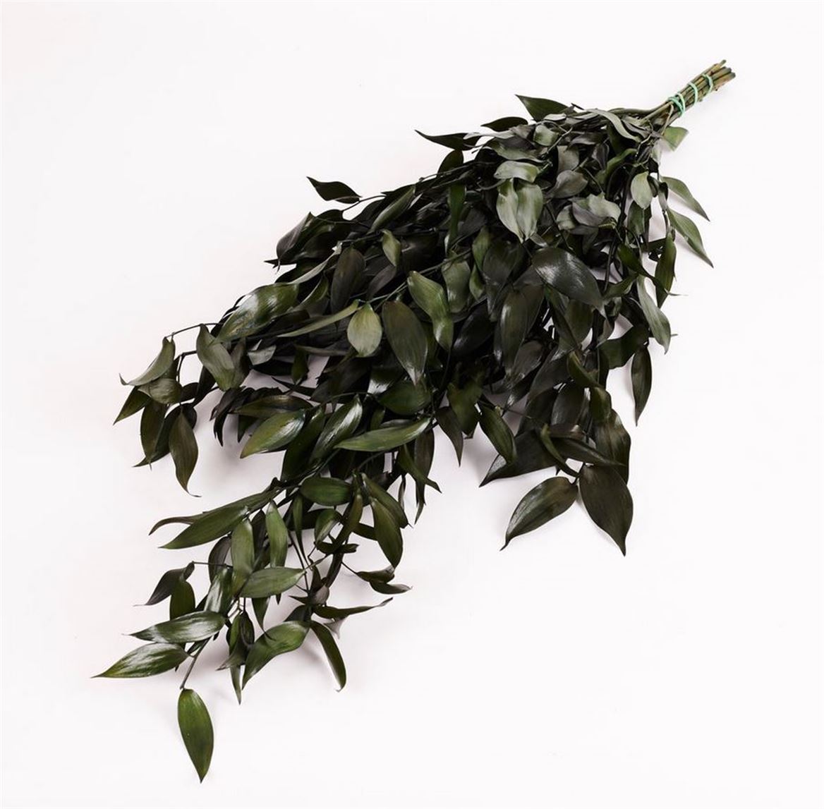 Preserved Ruscus Verde 150gr.