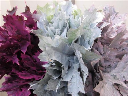Quercus Rubra Mix Pastel