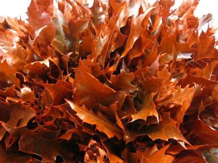 Quercus Rubra Red