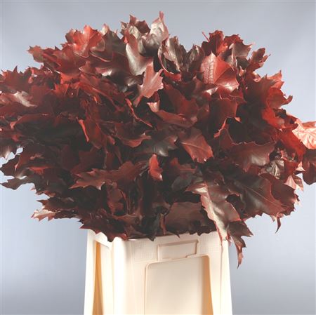 Quercus Rubra Red