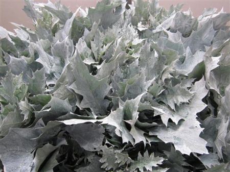 Quercus Rubra White(frost)