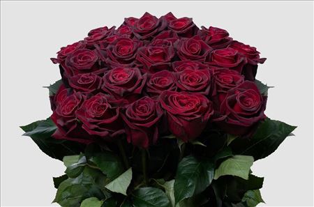 Rosa Ec Black Baccara