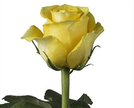 Rosa Ec Brighton Tavola