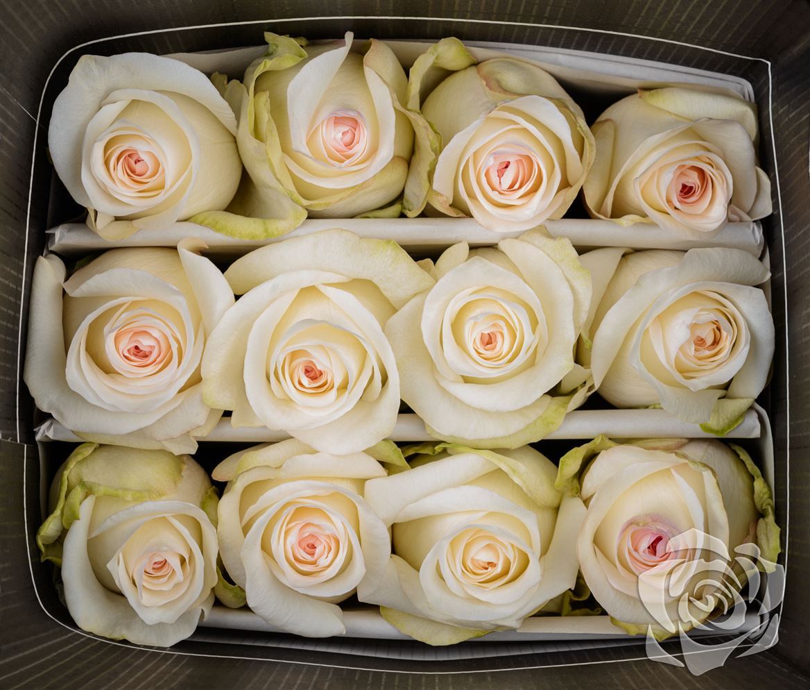 Rosa Ec Candlelight High Connection