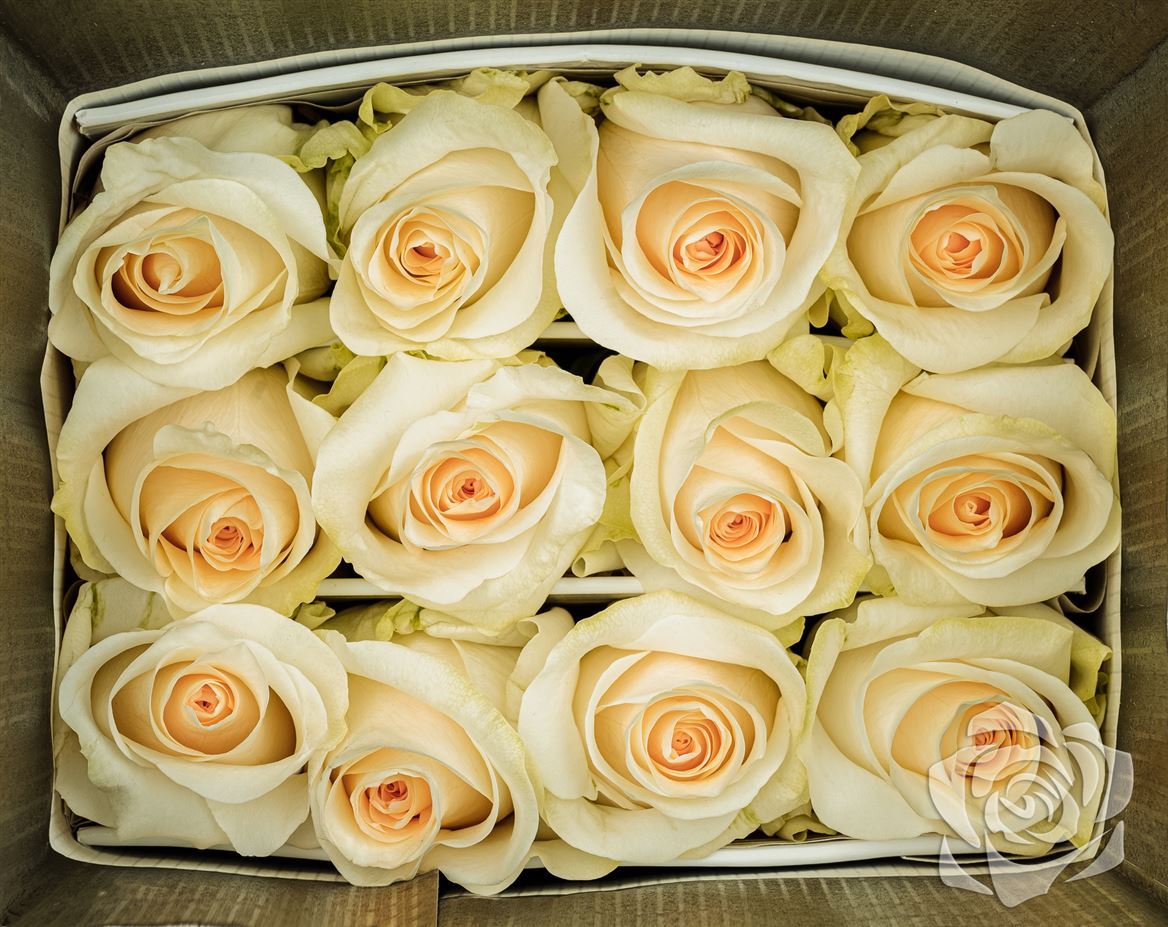 Rosa Ec Creme De La Creme Garda