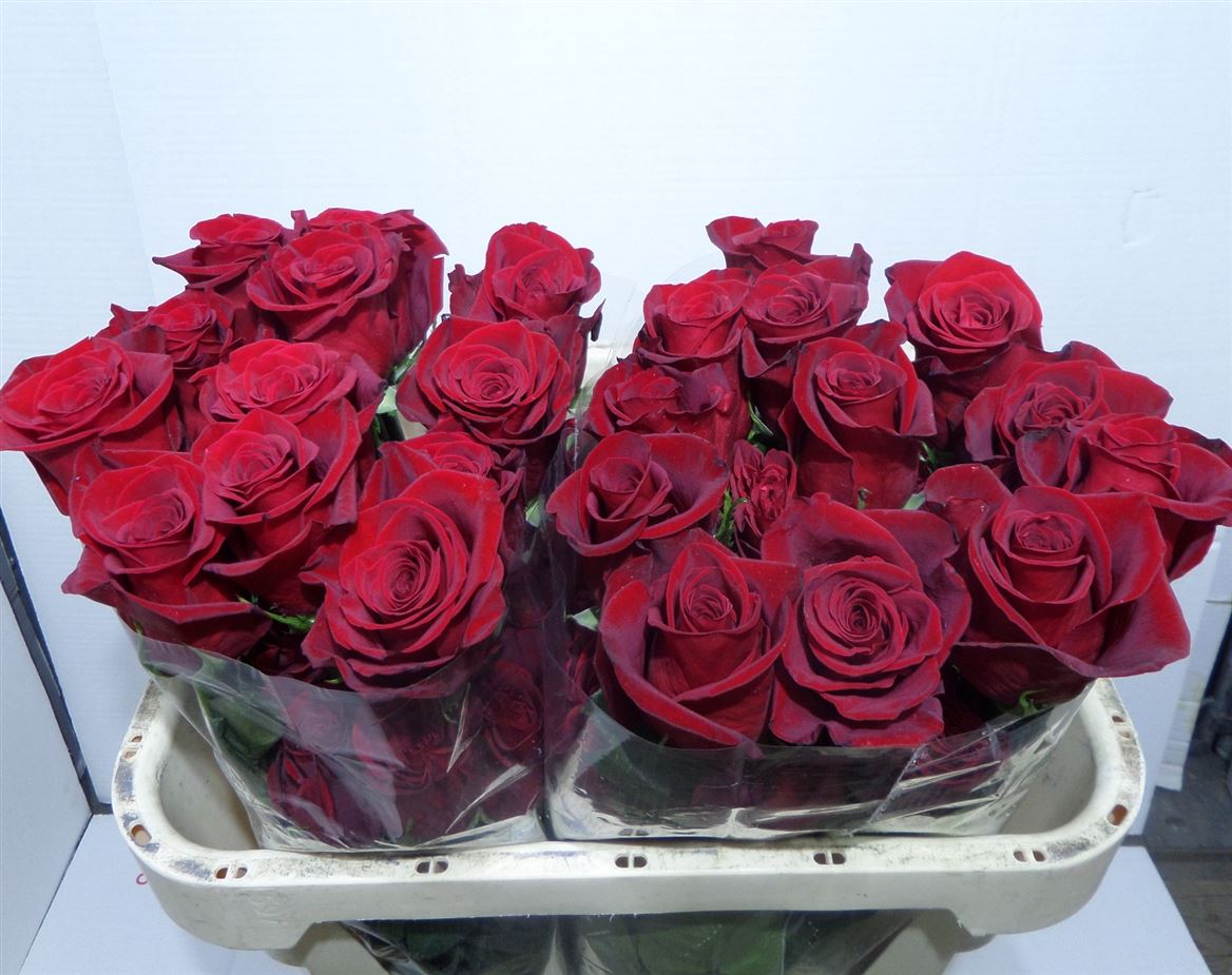Rosa Ec Freedom Azaya