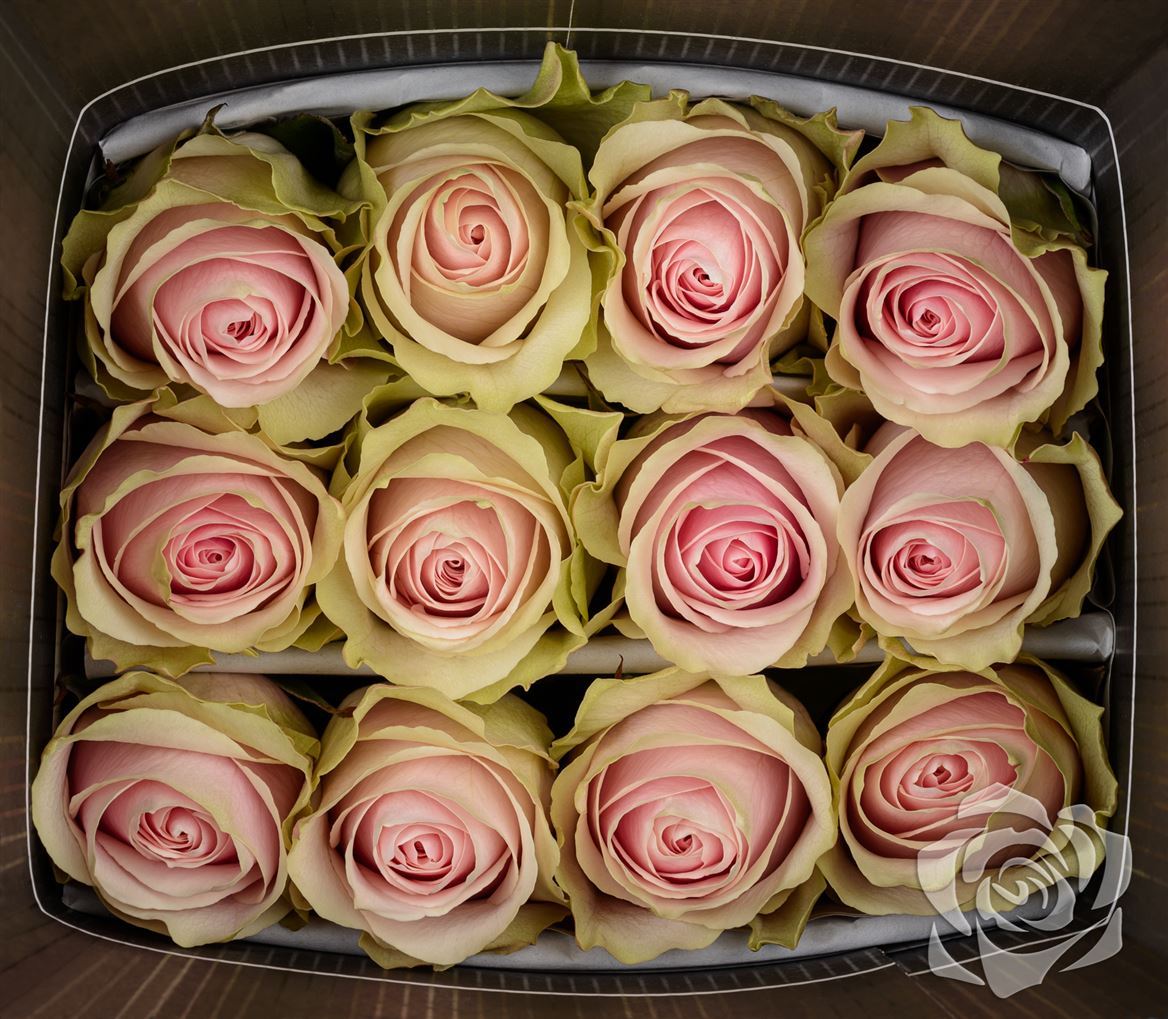 Rosa Ec Frutteto Garda