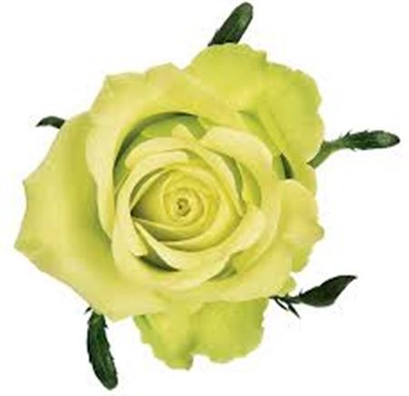 Rosa Ec Jade Tavola