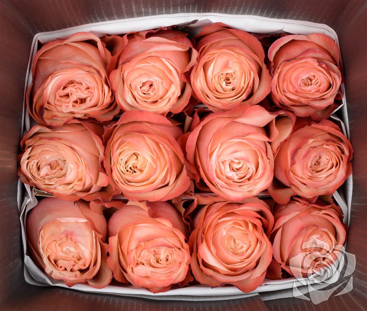 Rosa Ec Kahala Garda