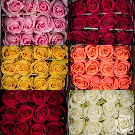 Rosa Ec Mix Ceres