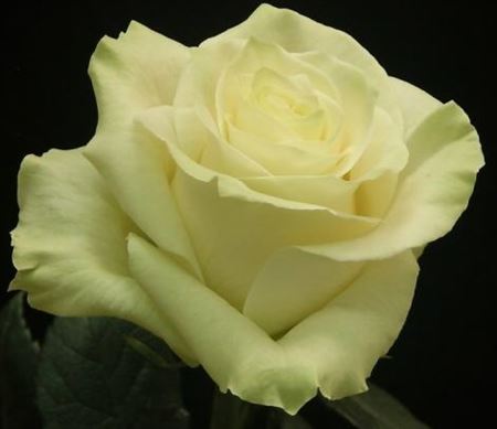 Rosa Ec Mondial Tavola