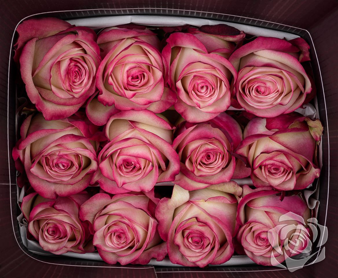 Rosa Ec Paloma Garda