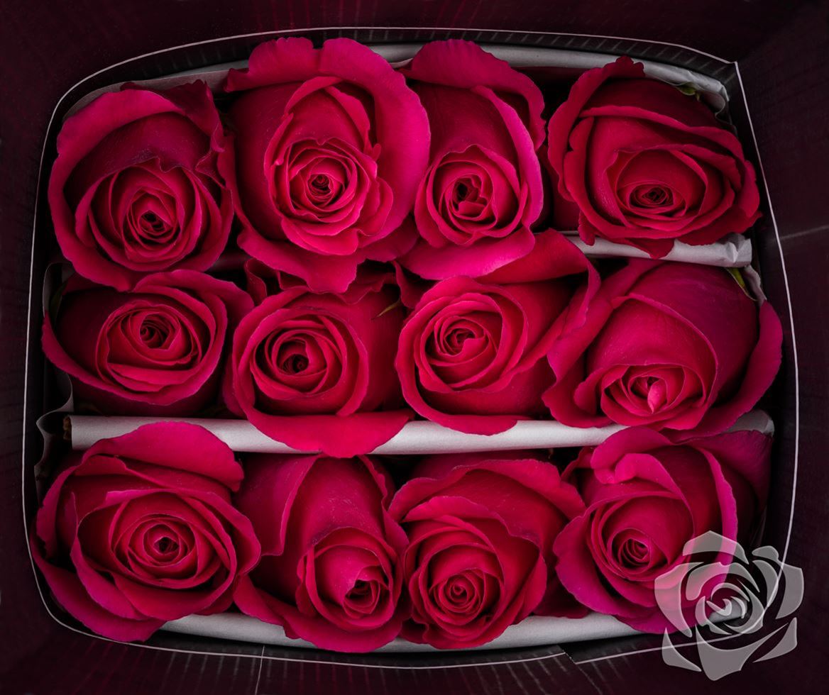 Rosa Ec Pink Floyd High Connection