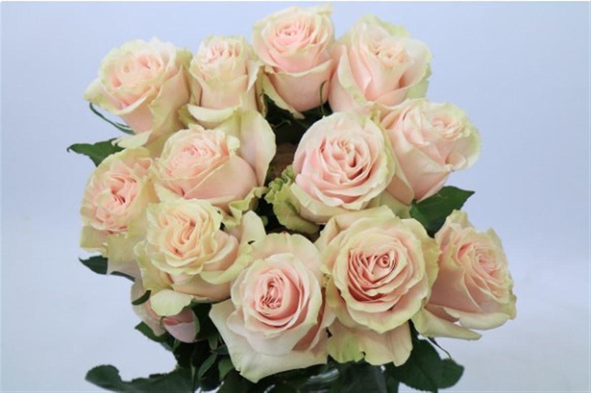 Rosa Ec Pink Mondial Garda