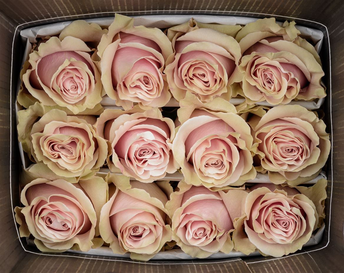 Rosa Ec Pink Mondial Garda