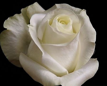 Rosa Ec Polar Star Flower Village