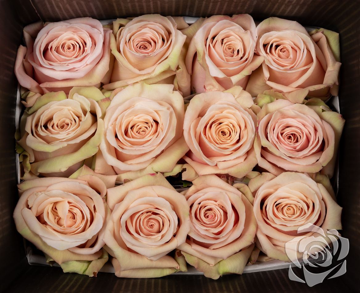 Rosa Ec Sahara Bosque