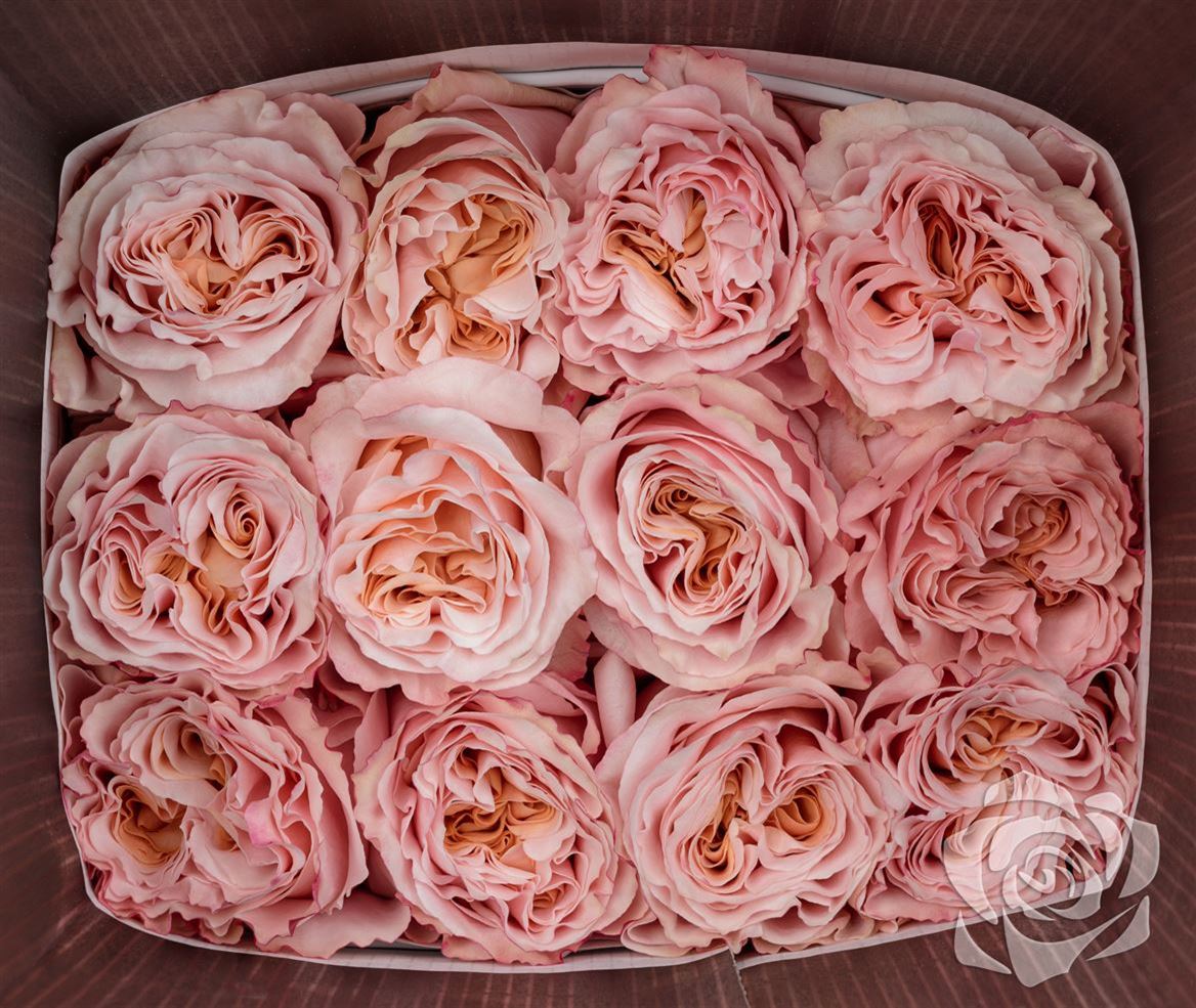 Rosa Ec Shimmer Josarflor