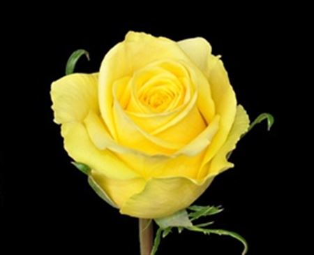 Rosa Ec Stardust High Connetion