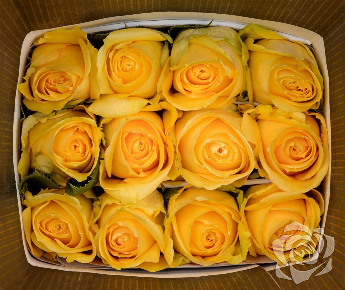 Rosa Ec Super Sun Ceres